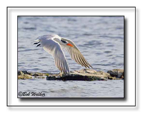  Tern Coming In