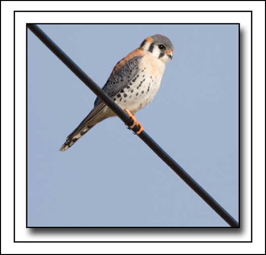 The Male American Kestrel (Falco sparverius)