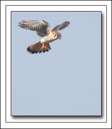 The American Kestrel Hovers Over Its Potential Meal