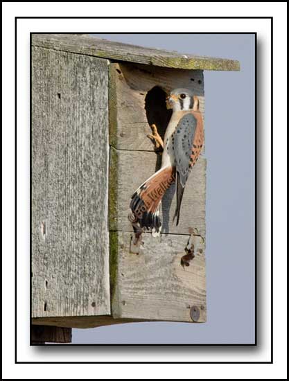 The Male American Kestrel Briefly Lands At Its Birdhouse