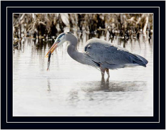 Great Blue Heron With A Frog For Lunch