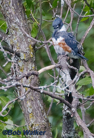 Belted Kingfisher