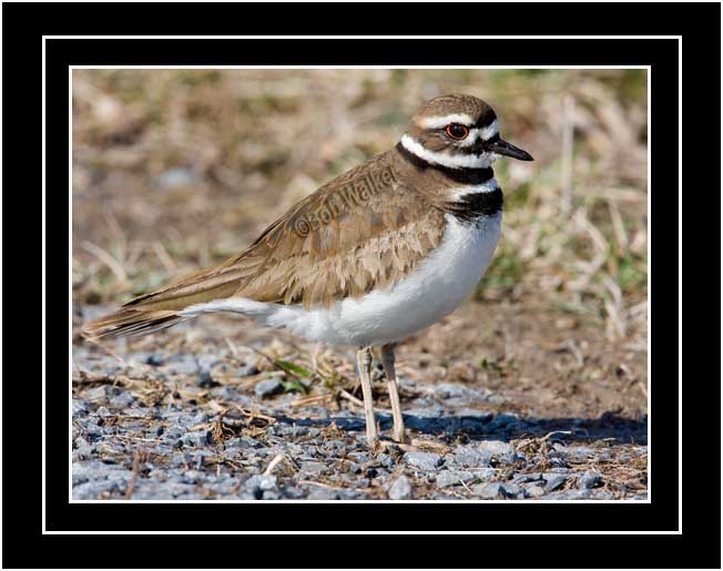 Killder (Charadrius vociferus)