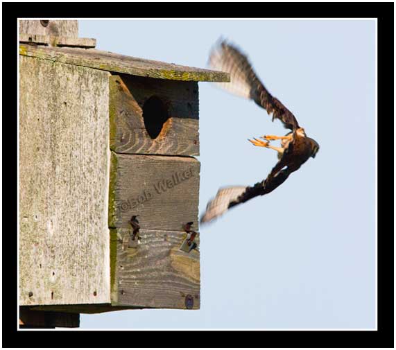 The American Kestrel Flies Off Once Again In Hes Search For Food