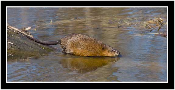 The Muskrat Finally Gets Bored And Leaves