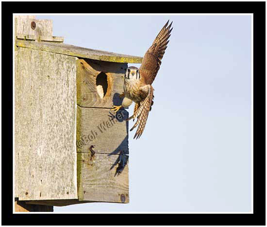 The Kestrel Launches Off Its Bird House