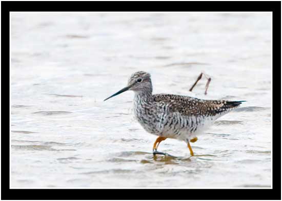 The Greater Yellowlegs Checks The Shoreline For Food