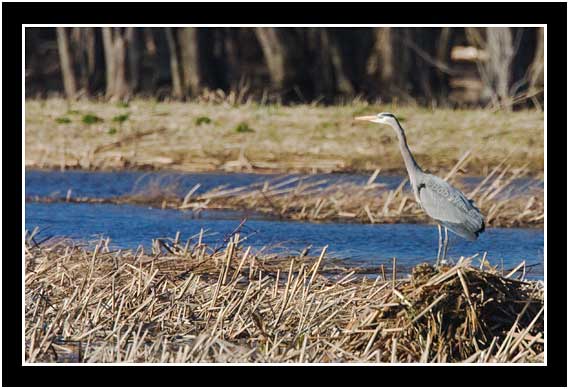 Great Blue Heron Standing Awaiting Its Mate