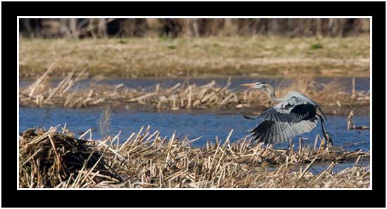 The Great Blue Heron Taking To The Air