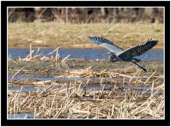 The Great Blue Heron With Its Liftoff Complete