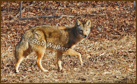 Coyote Just Walking Along