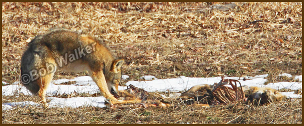 Then I Found Out Why The Coyotes Aggressive Expression