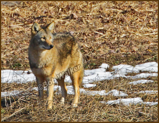 The Coyote Was Ever Vigilant While In My Presence
