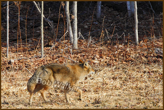 Finally My New Found Subject Decides To Return To His Woodland Home