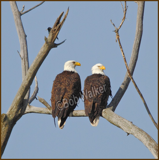 Two Birds Of A Feather, Eagles That Is, Are Sticking Together