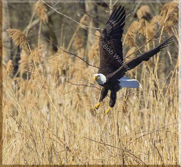 American Bald Eagle In Its Quest For Food