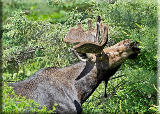 Feasting On Some Greenery