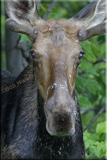 I Called This Dirty Face Young Bull Moose Out Of The Bush