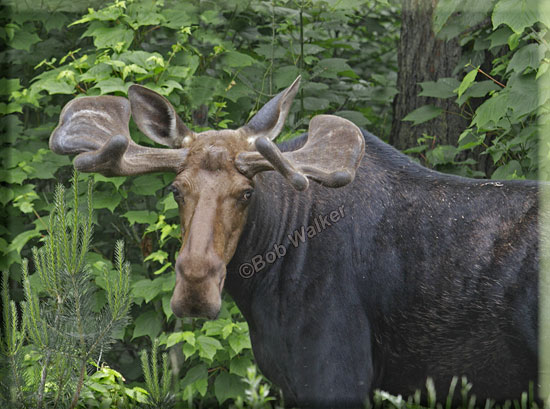 Heres A Young Bull Moose Looking Me In The Eye