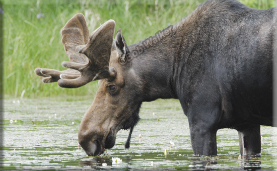 This Large Bull Feeding Entertained Me For Quite Awhile
