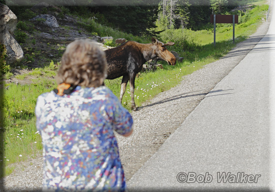 The Moose Are One Of Algonquin Provincial Parks Main Attractions