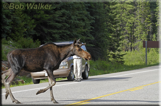 Young Bull Moose Crossing Highway 60, a.k.a. Corridor Road
