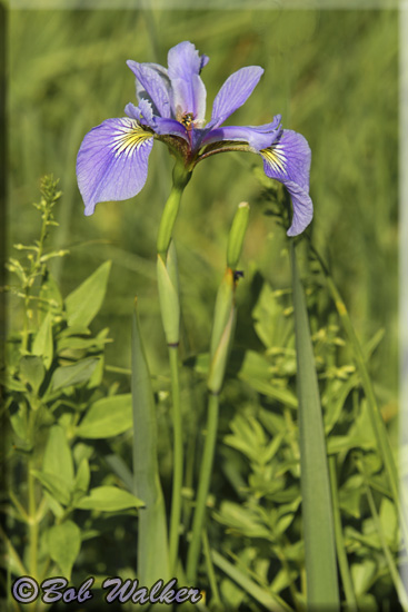 Wild Iris