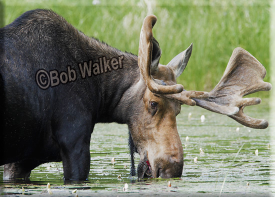 Bull Constantly Feeding Can Contribute To Size