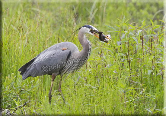 A Blue Heron Doing What It Does Best