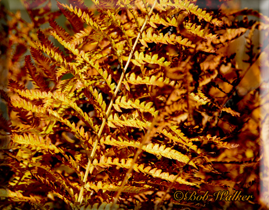 Forest Ferns