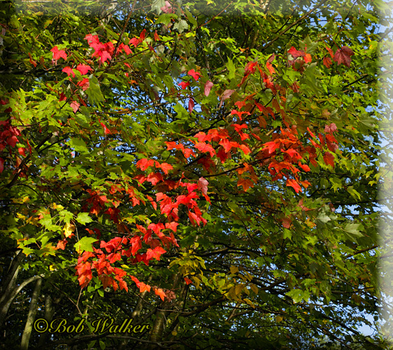 Red Crimson Among The Green