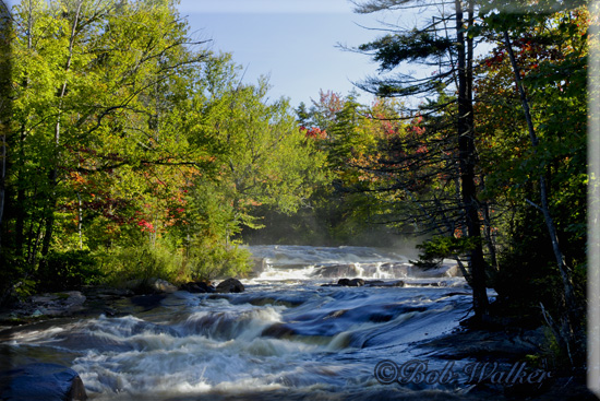 Deep In The Adirondack Parks Forest