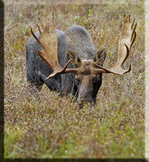 This Large Bull Stops To Graze