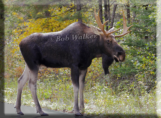 Bull Standing On Side Of The Road Posing