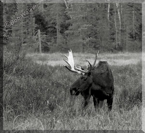 Large Bull Moose Up Close