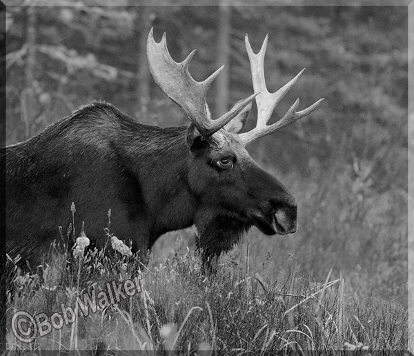 Irregular Antlers 