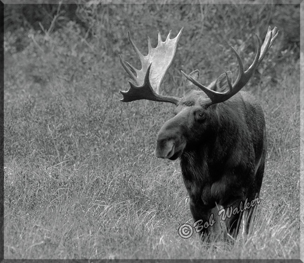 Very Large Bull Moose Stands Watching 