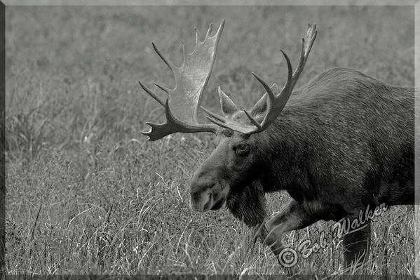 The Large Bull Moose Makes His Way To A Watering Hole