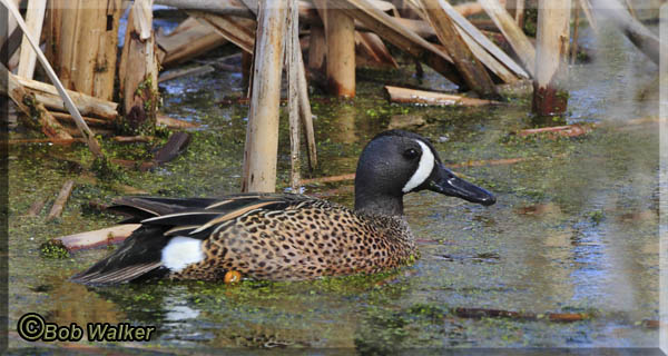 A Blue-winged Teal (Anas discors)  Among The Reeds