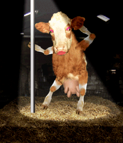 COWTITS.gif