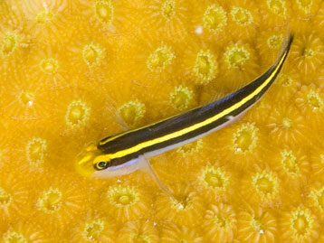 Cleaning Goby