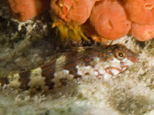Saddled Blenny