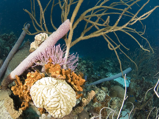 Purple Anemone