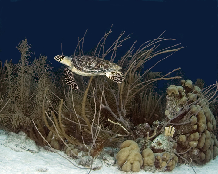 Hawksbill Turtle