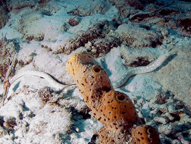 Eel Snake in the sand