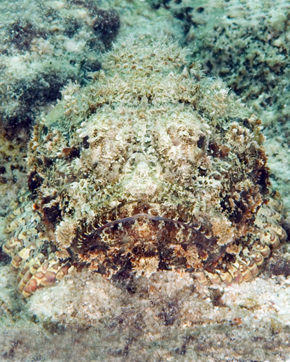 Scorpion Fish (5)