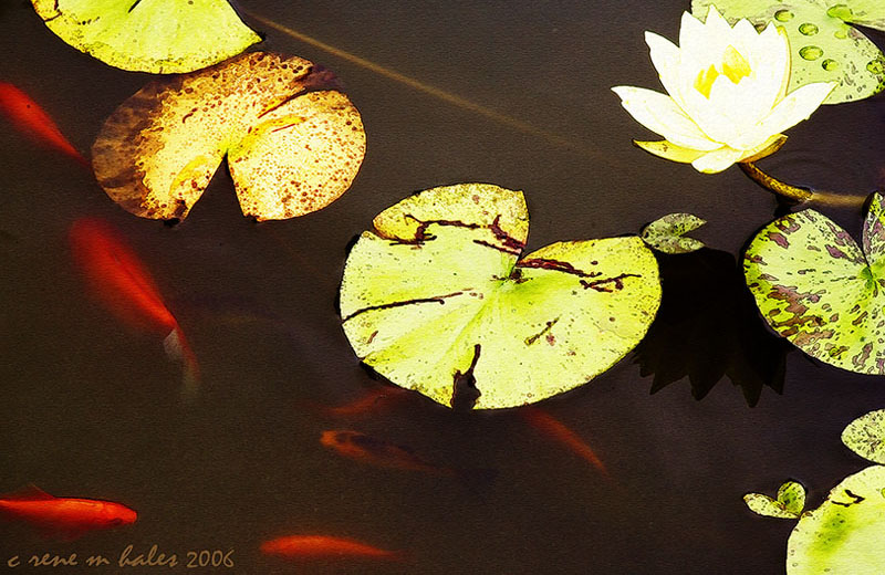 lily and koi [manipulated]