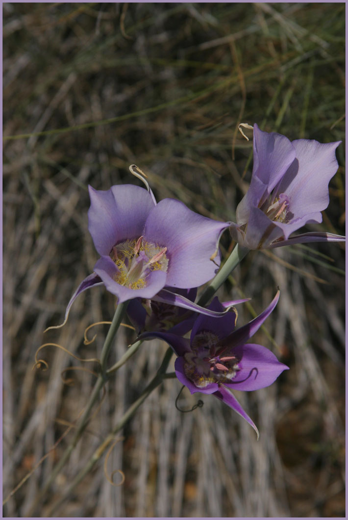 Mariposa Lily