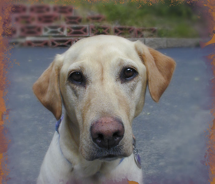 Molly 1996-2008