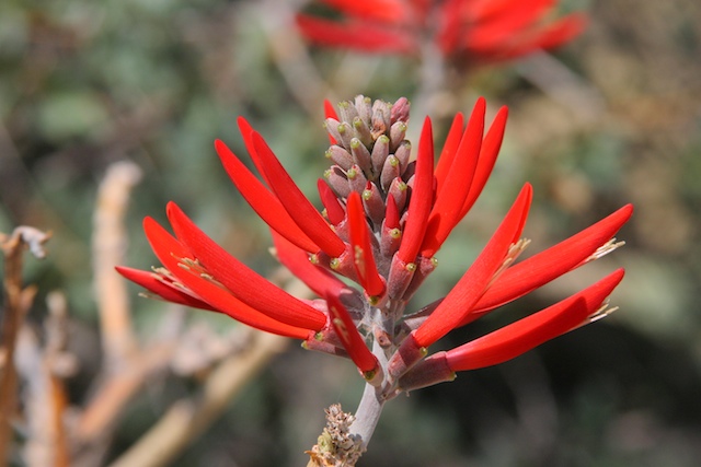 Coral Bean